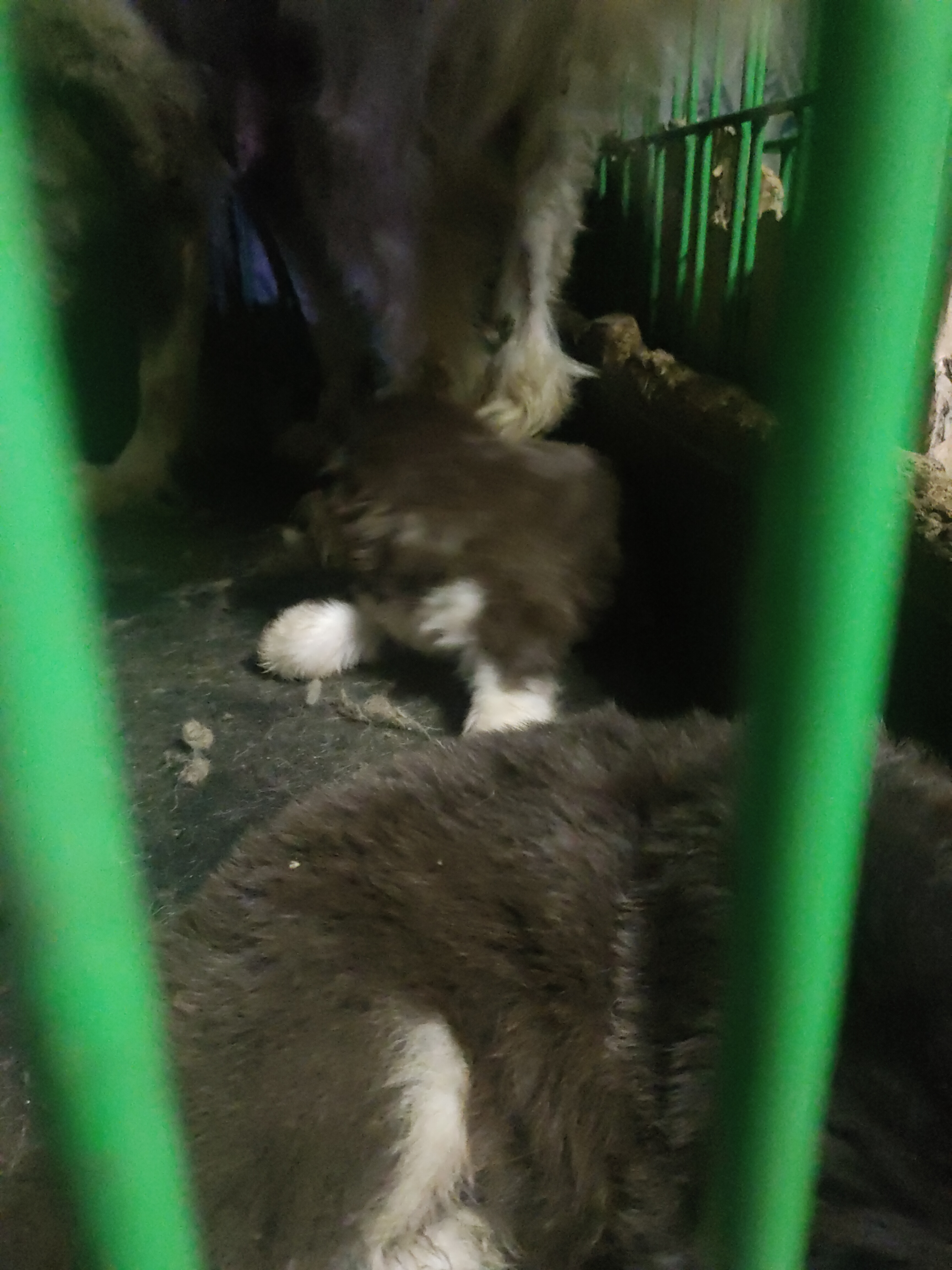 熊版红十字阿拉斯加幼犬泰坦血